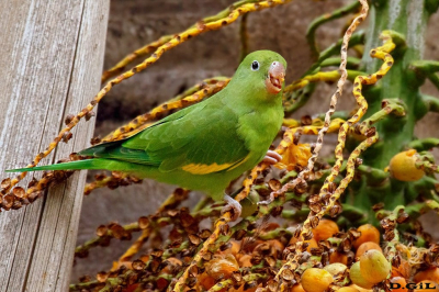 CATITA CHIRIRÍ (Brotogeris chiriri) - Puerto del Buceo - MONTEVIDEO (Enero 2025)